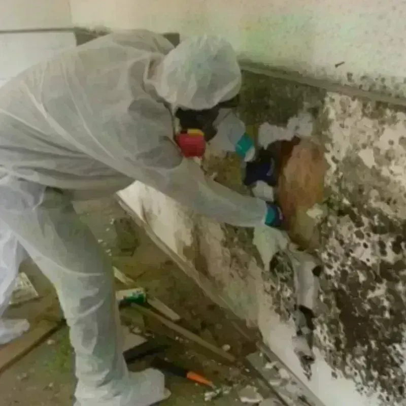 Mold Remediation and Removal in Polk County, TN